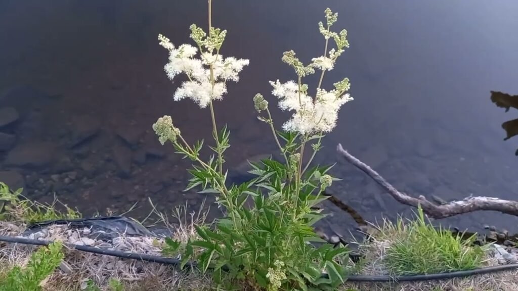 Meadowsweet - Spiraea