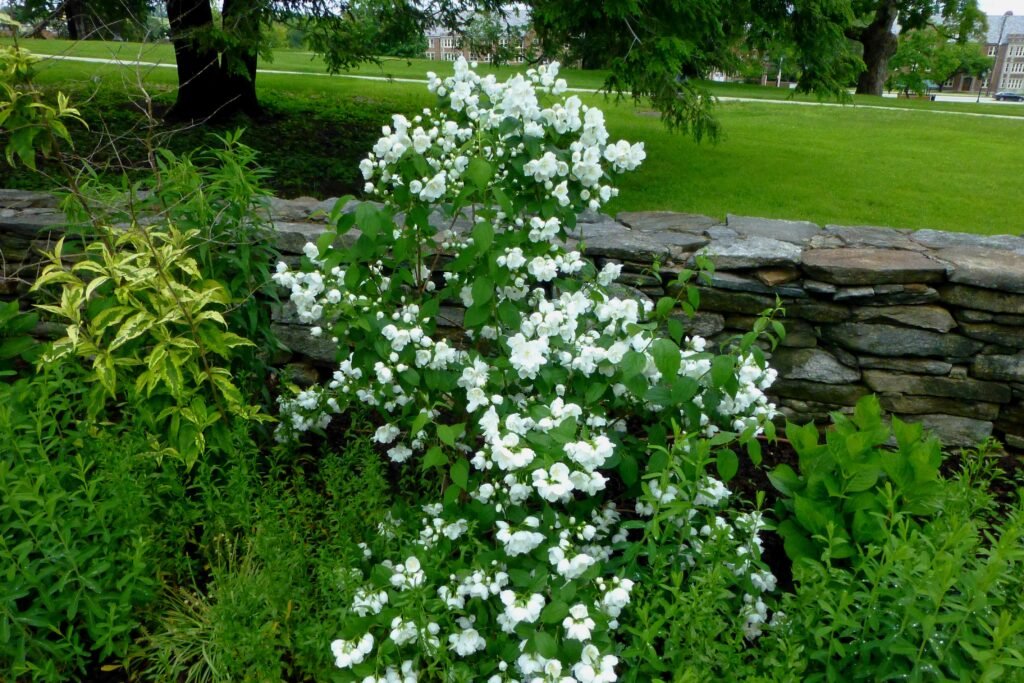 Mock Orange - Philadelphus coronarius