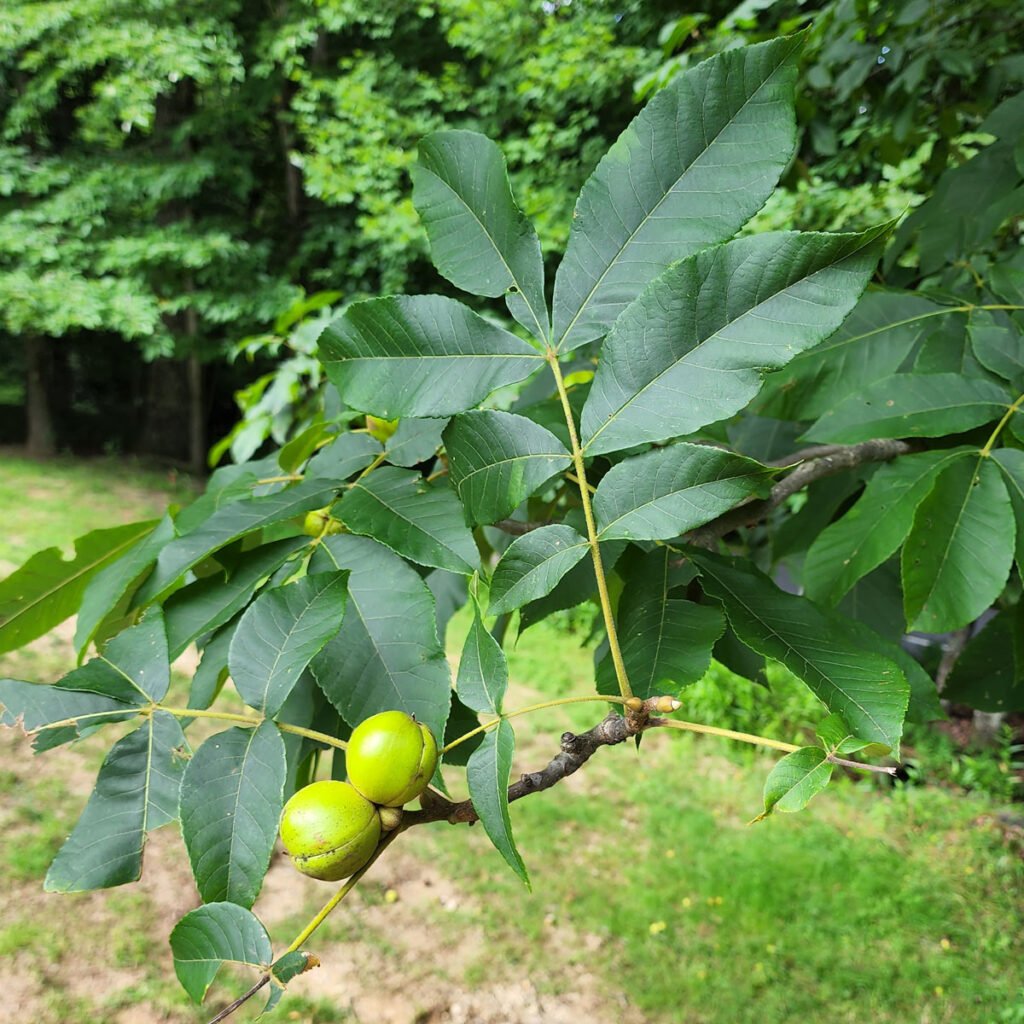 Mockernut Hickory - Carya tomentosa