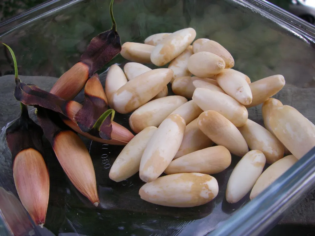 Monkey Puzzle Tree - Araucaria araucana