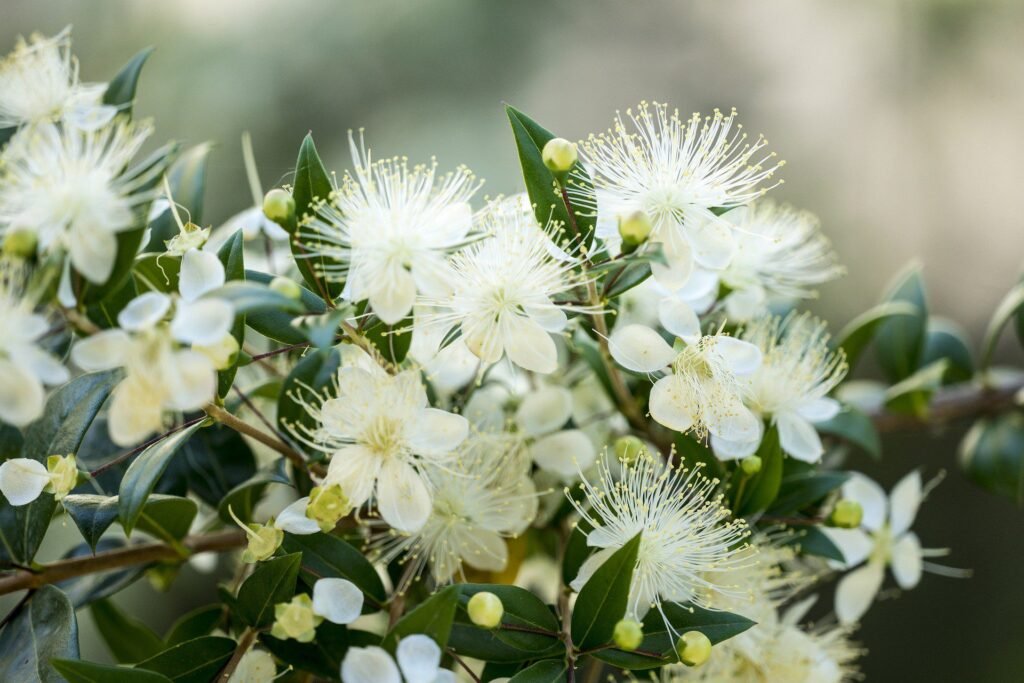 Myrtle - Myrtus communis