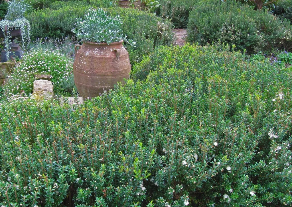 Myrtle - Myrtus communis