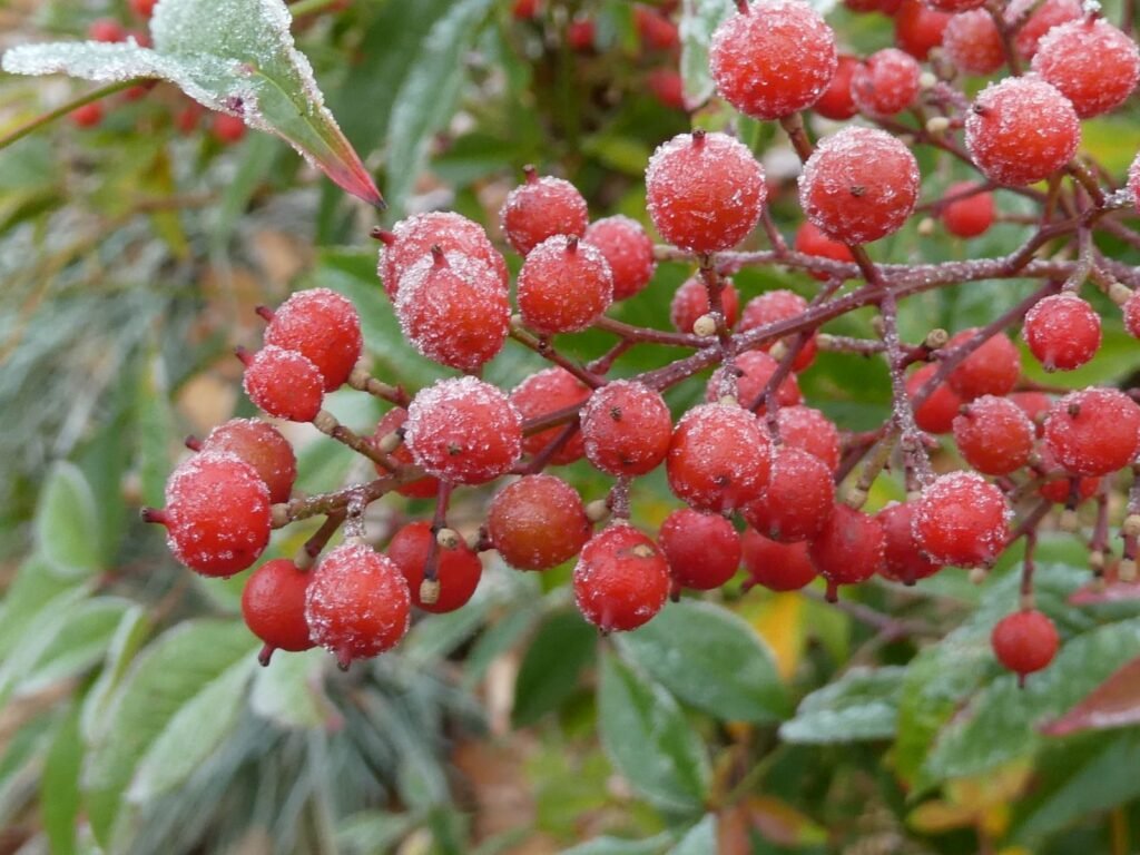 Sacred Bamboo - Nandina domestica