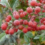 How to grow Sacred Bamboo (Nandina domestica)