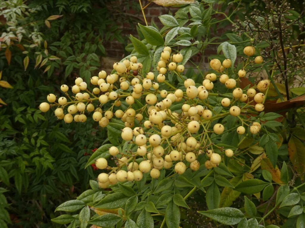 Sacred Bamboo - Nandina domestica