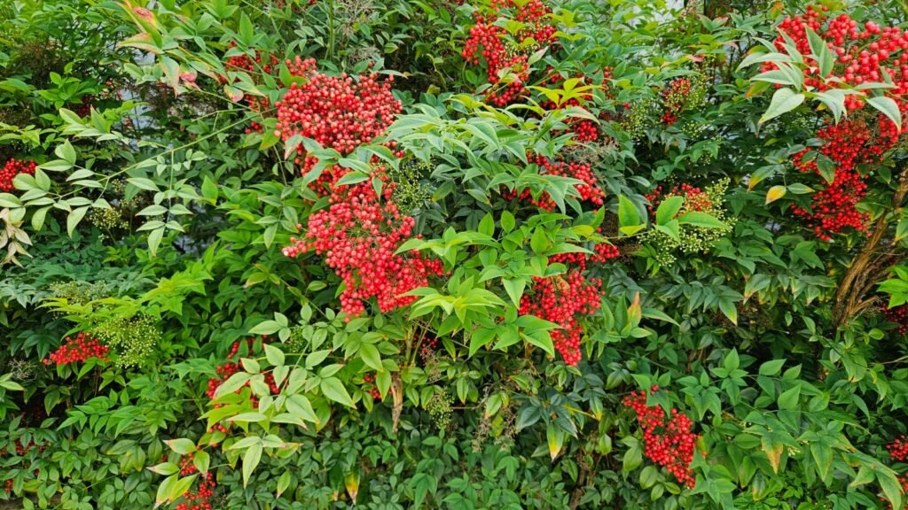 Sacred Bamboo - Nandina domestica