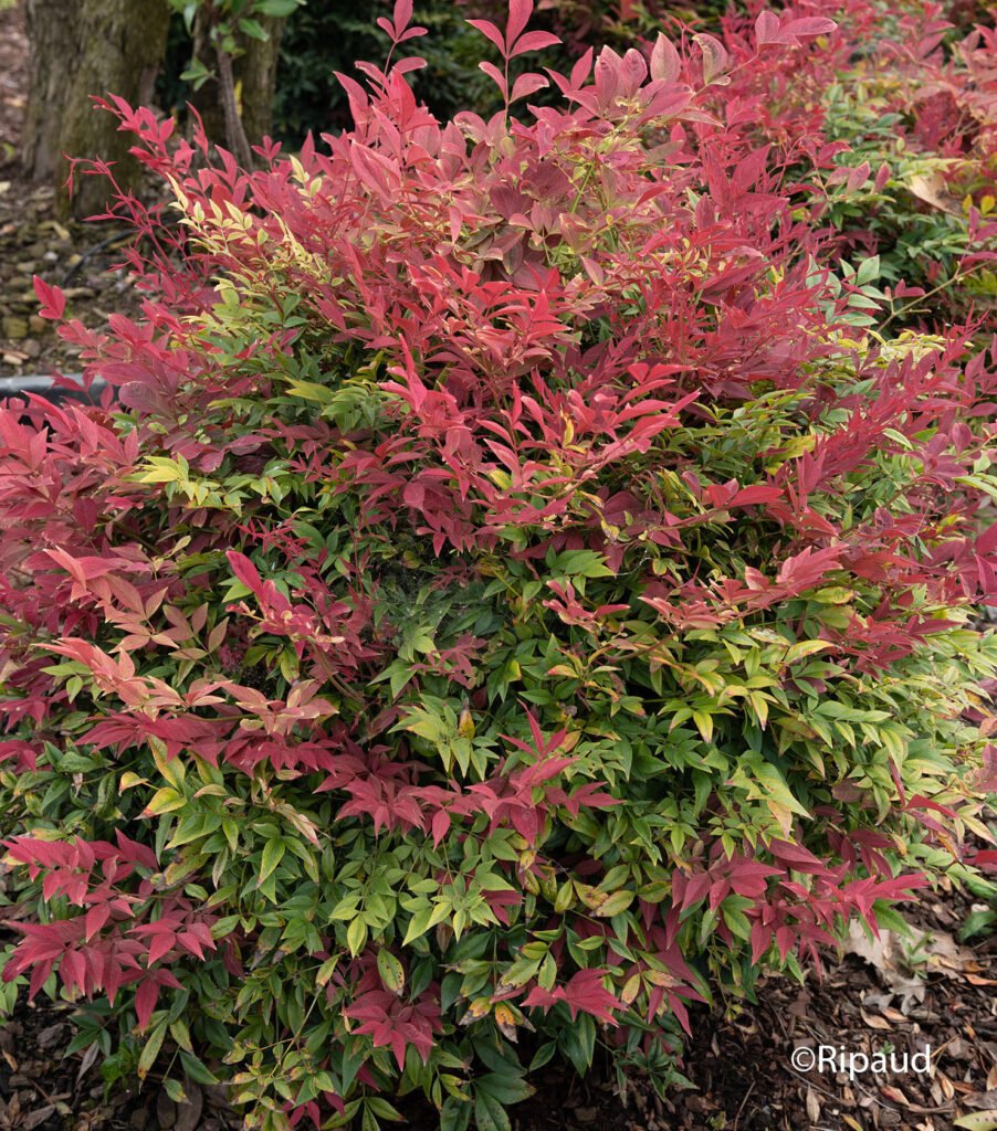Sacred Bamboo - Nandina domestica