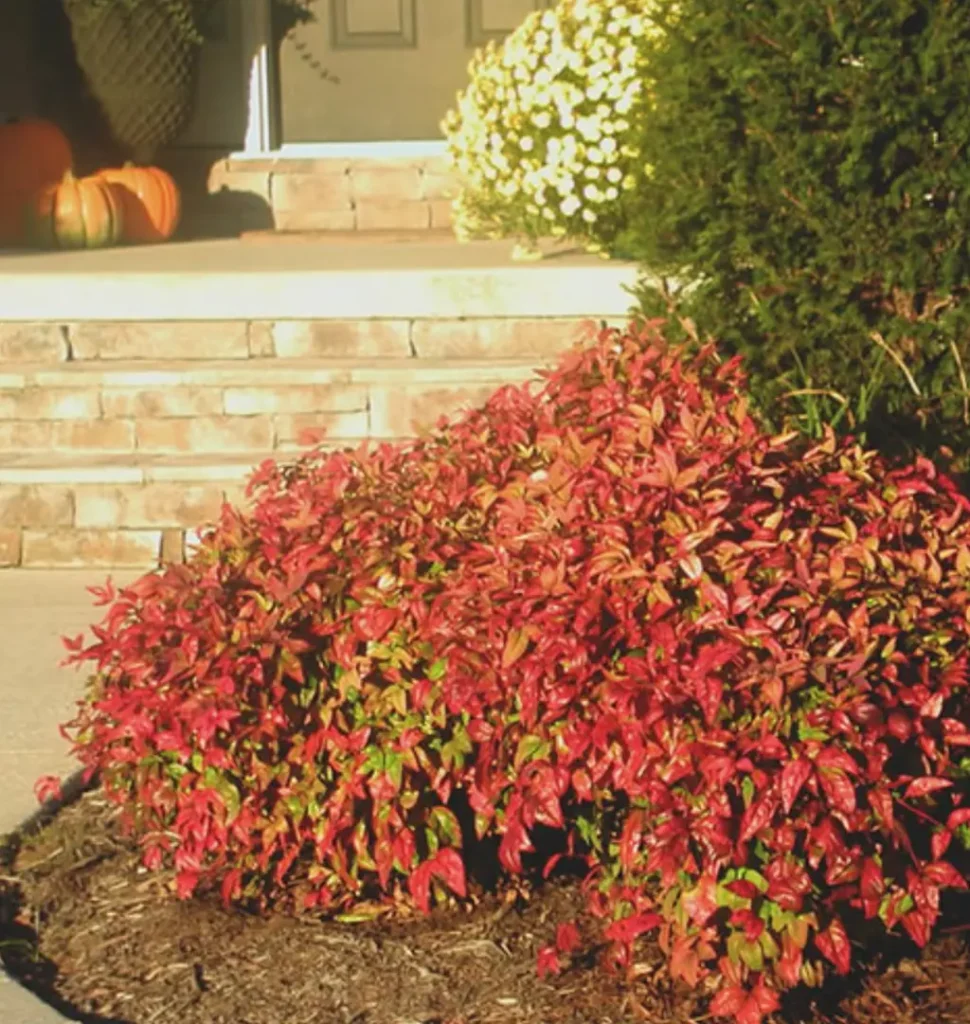 Sacred Bamboo - Nandina domestica