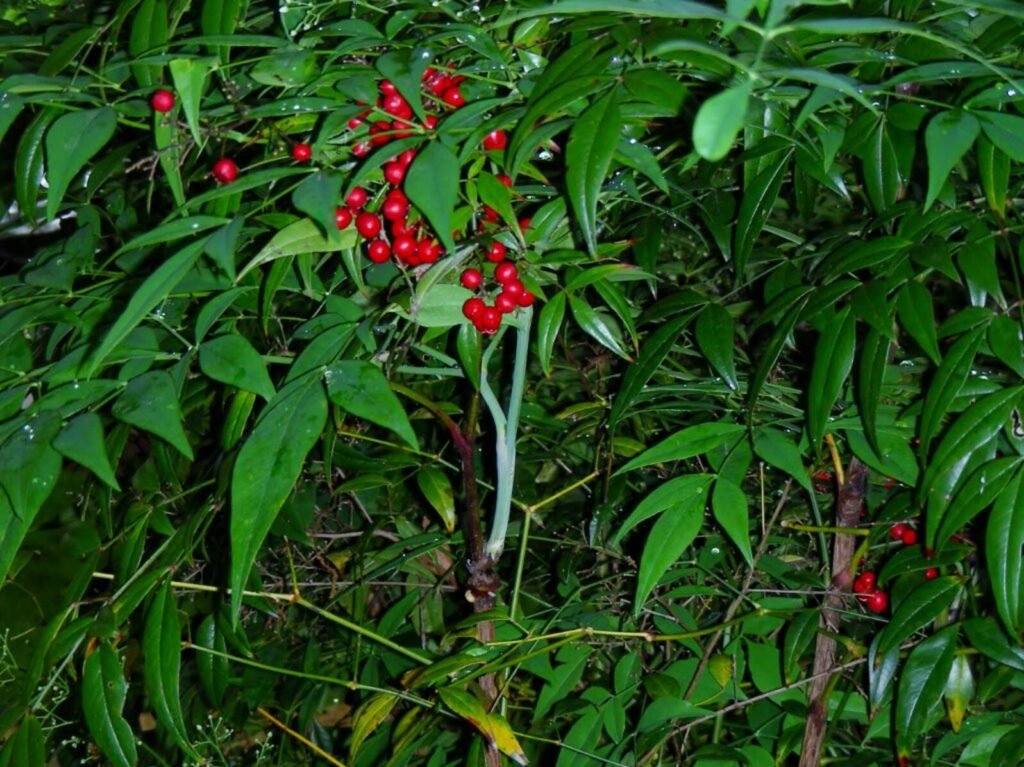 Sacred Bamboo - Nandina domestica