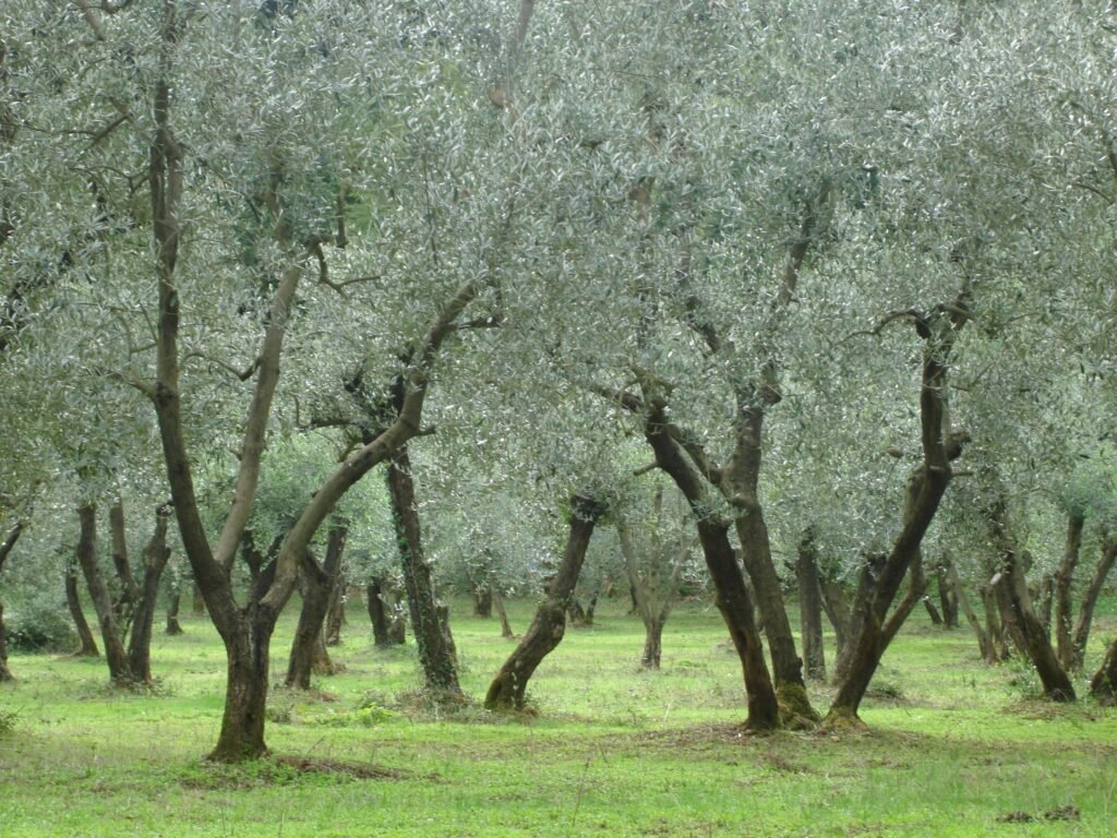 European olive - Olea europaea