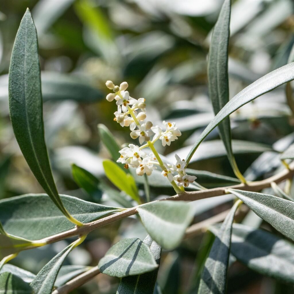 European olive - Olea europaea