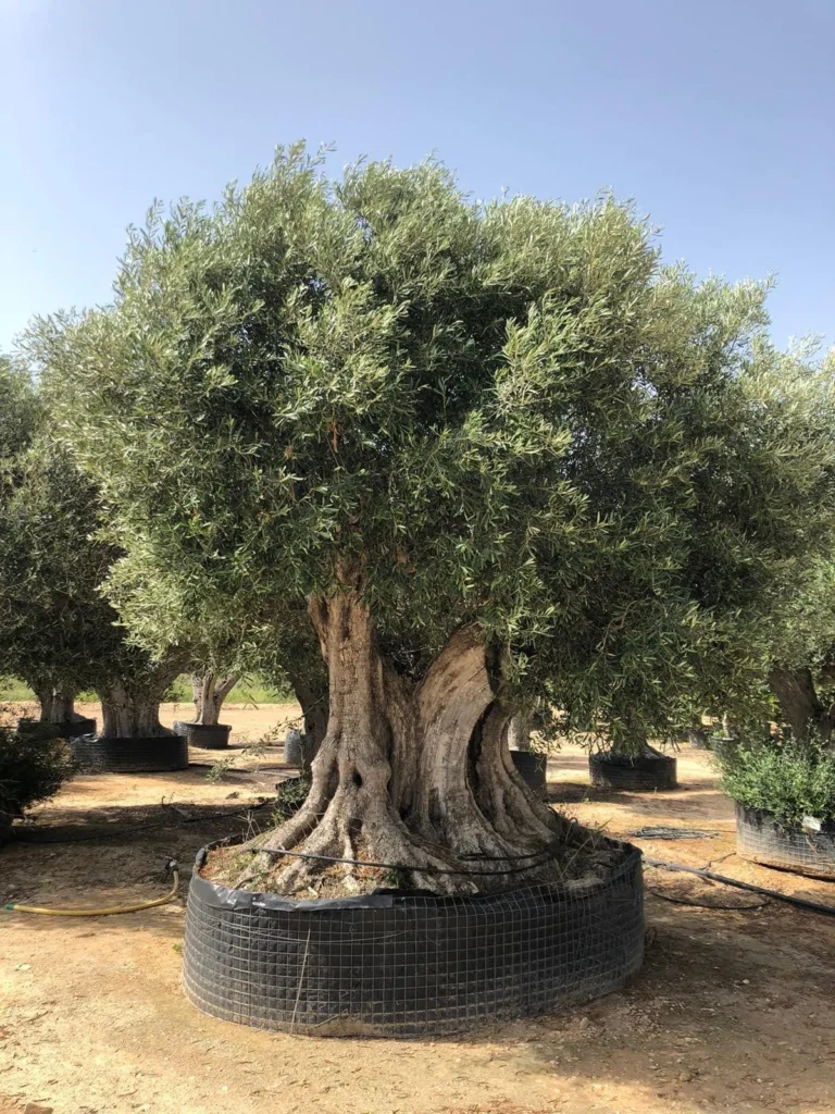 European olive - Olea europaea