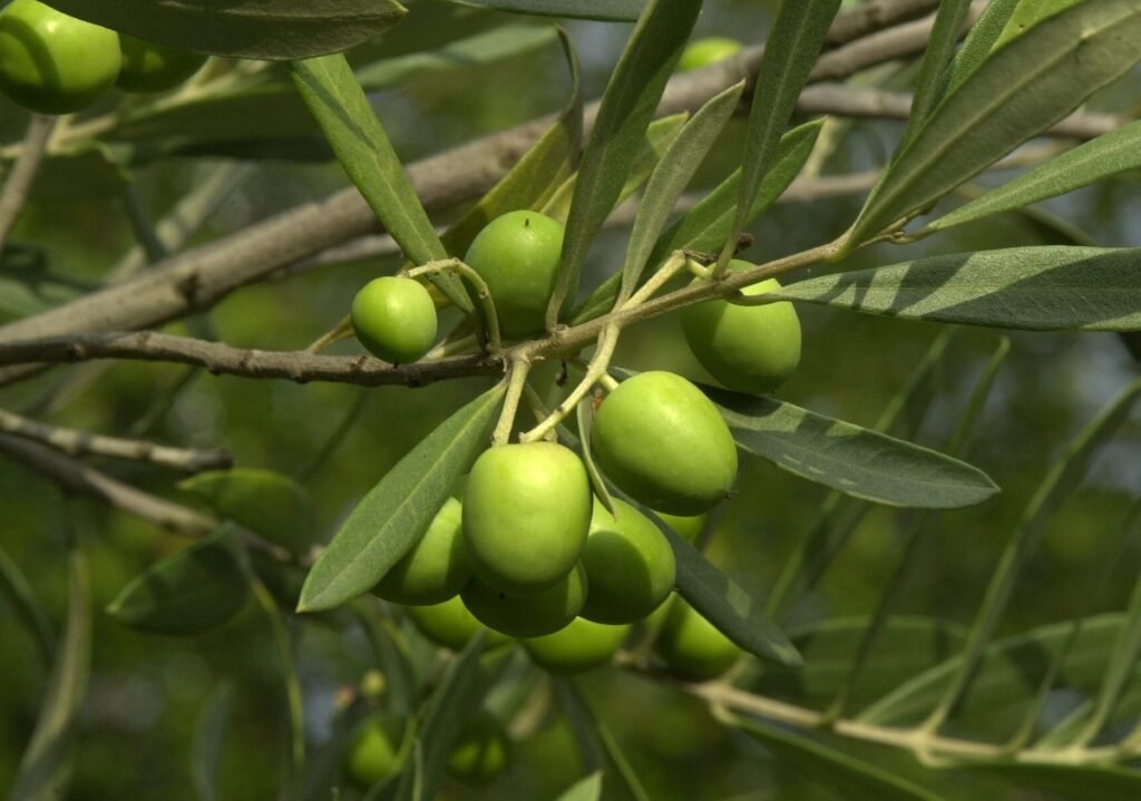 European olive - Olea europaea