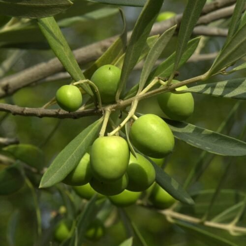 How to grow Olive European olive (Olea europaea)