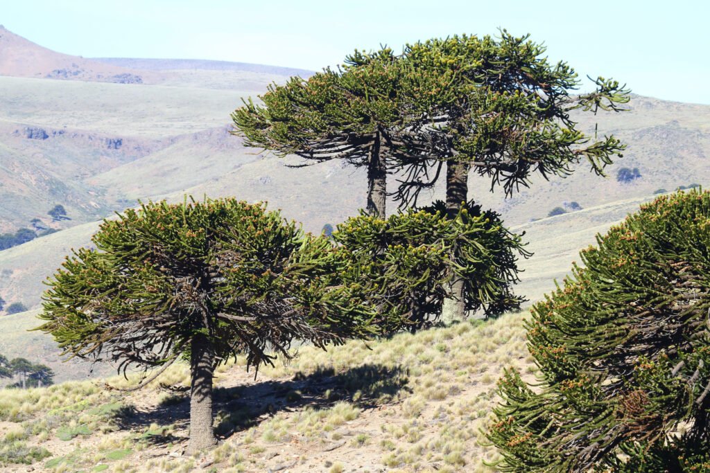 Monkey Puzzle Tree - Araucaria araucana