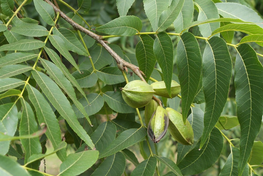 Pecan - Carya illinoinensis