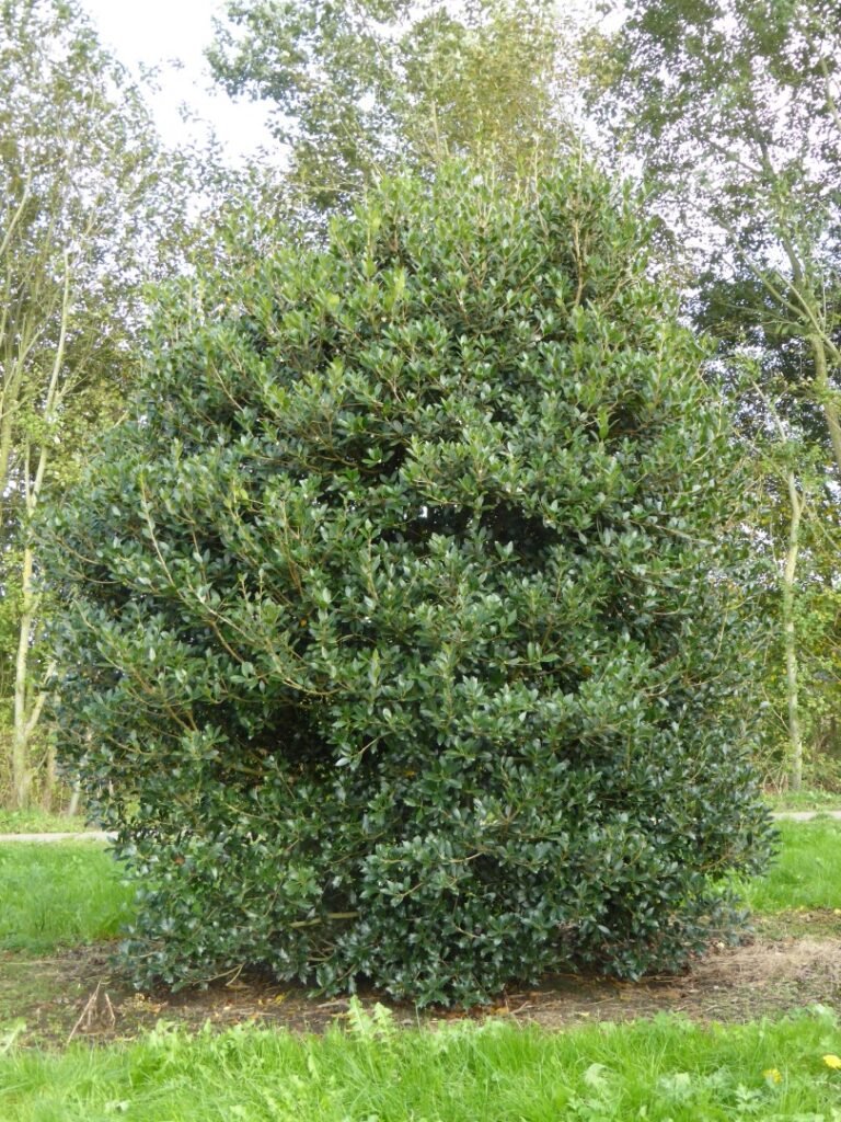 Holly Olive - Osmanthus heterophyllus