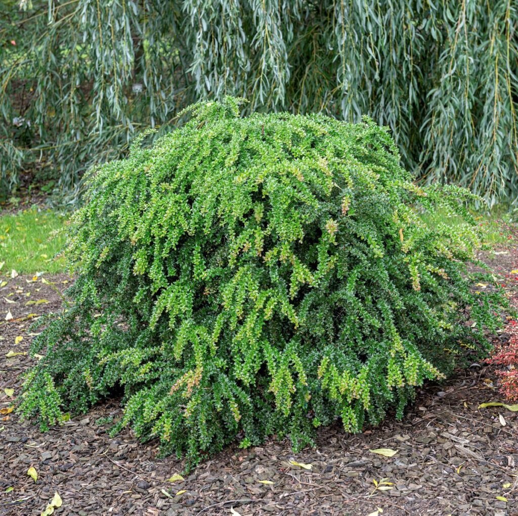 Warty Barberry - Berberis verruculosa