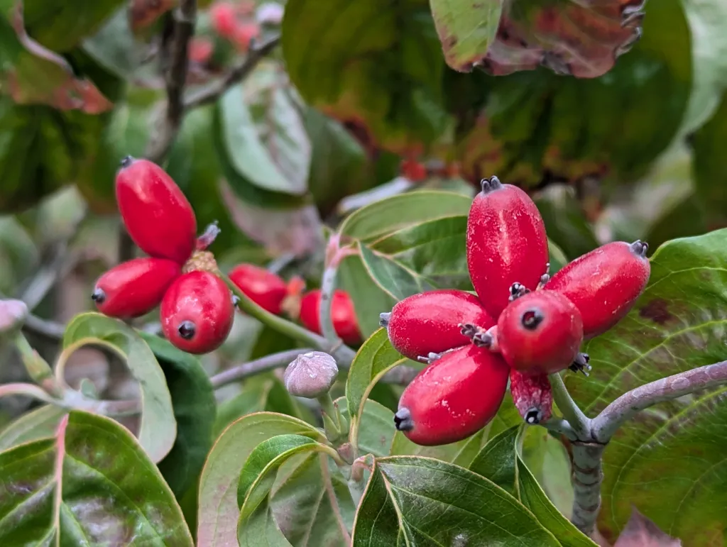 Flowering Dogwood - Cornus florida