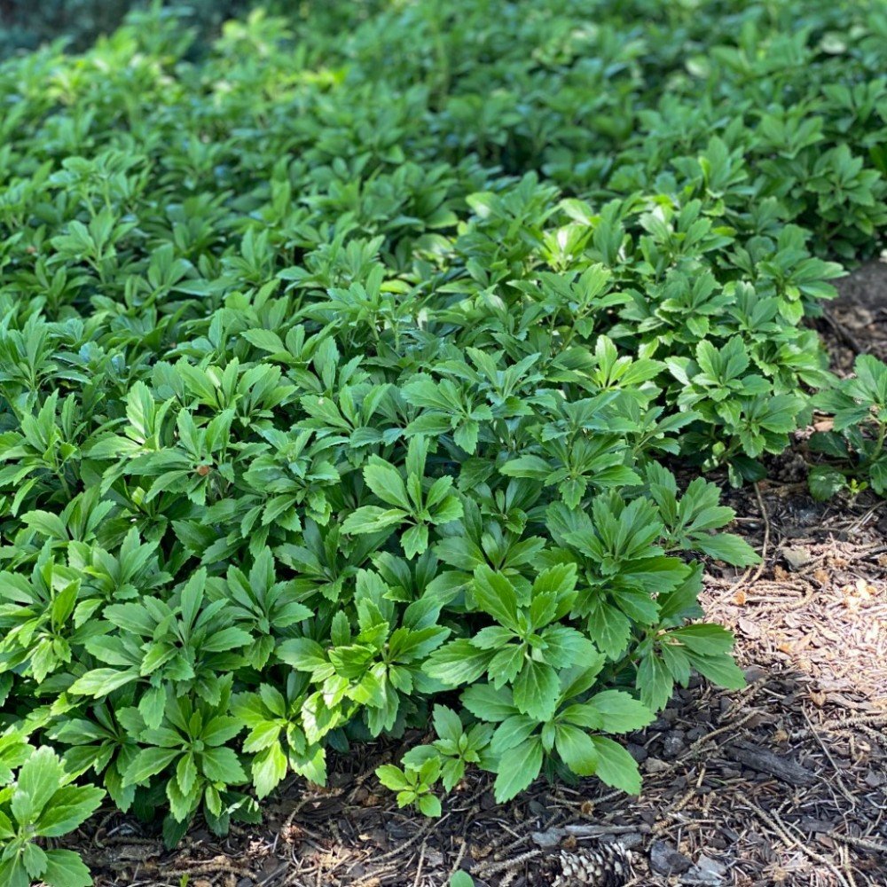 Japanese Spurge - Pachysandra terminalis