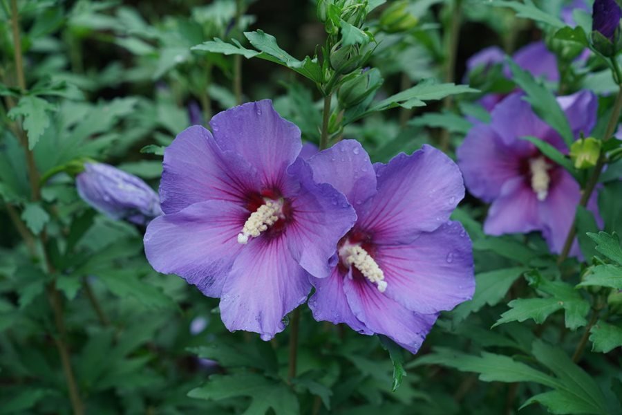 Rose Of Sharon - Hibiscus syriacus