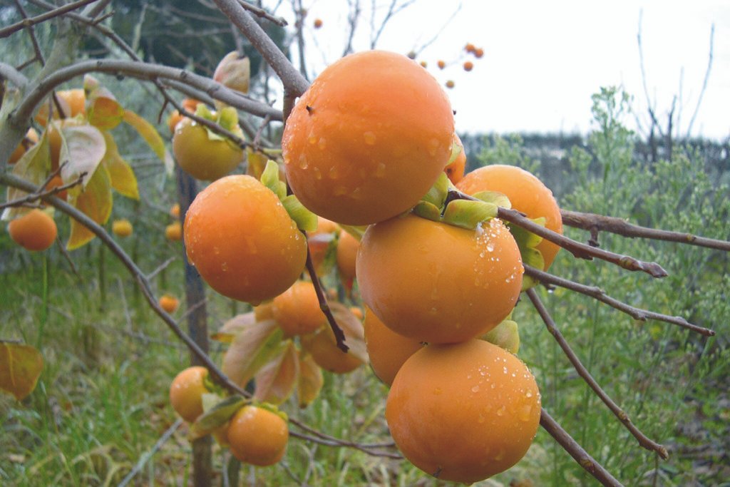 Japanese persimmon - Diospyros kaki