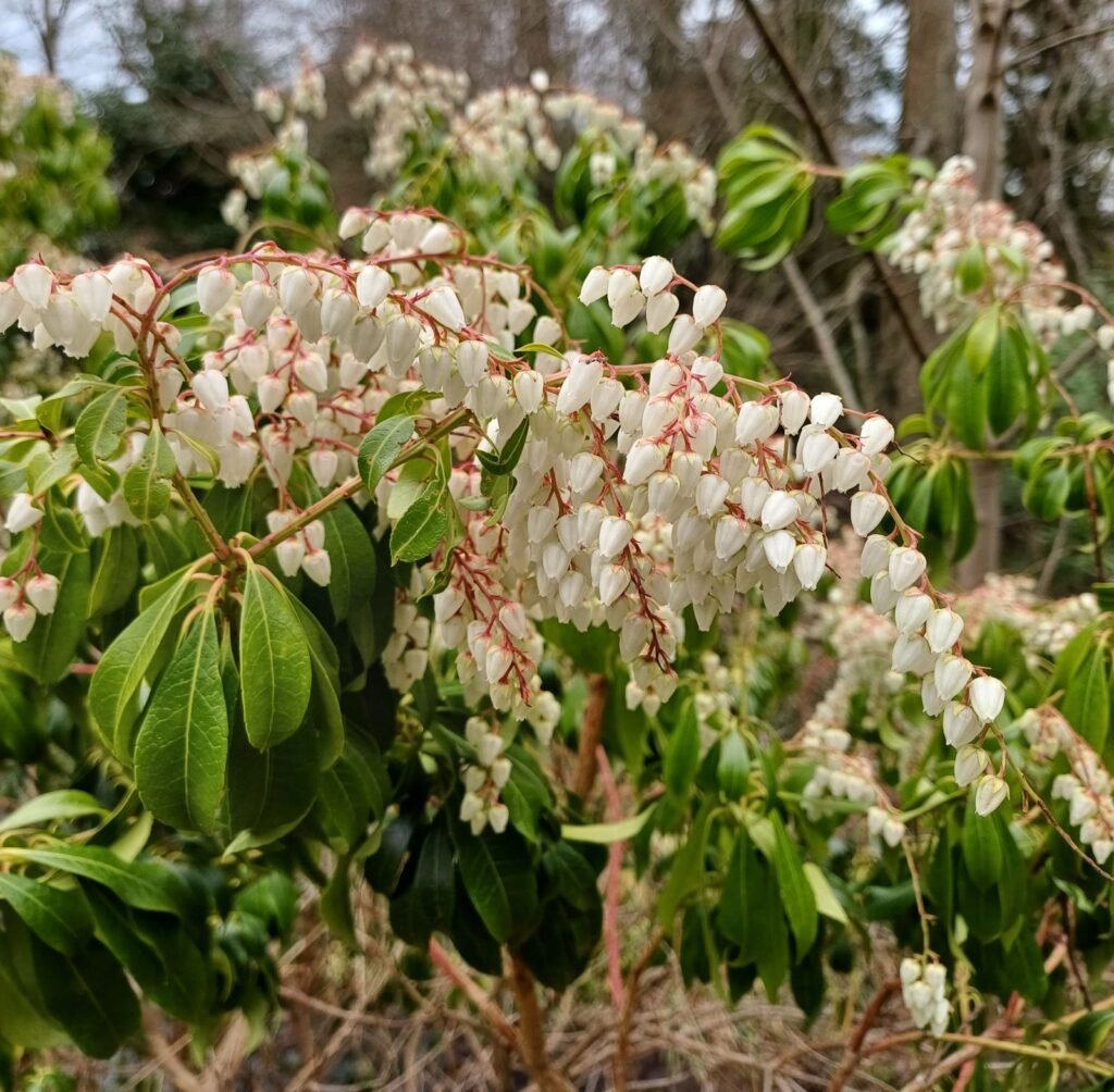 Japanese Andromeda - Pieris japonica