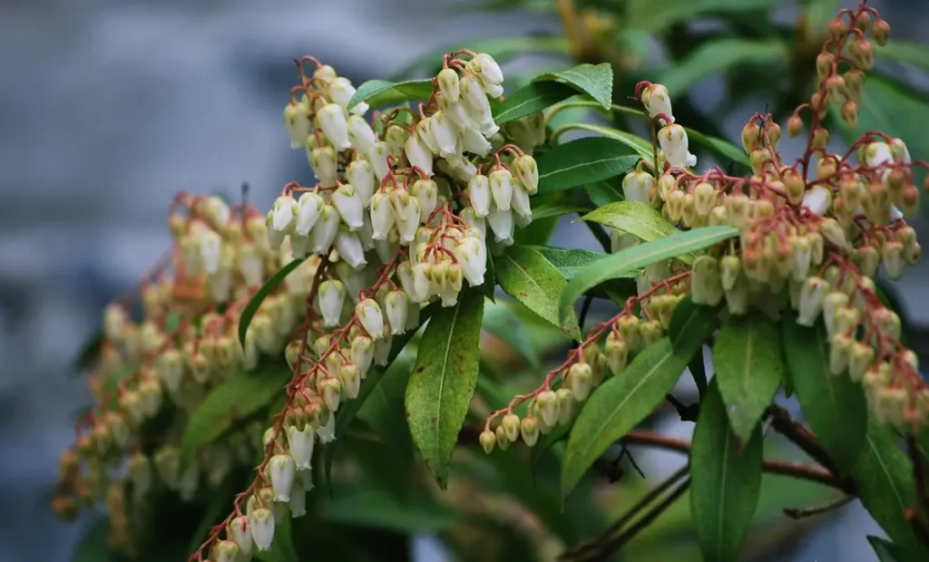 Japanese Andromeda - Pieris japonica