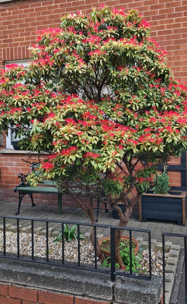 Japanese Andromeda - Pieris japonica