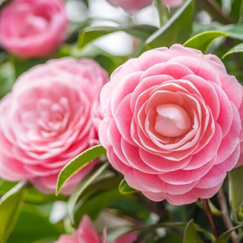 How to grow Camellia (Camellia)