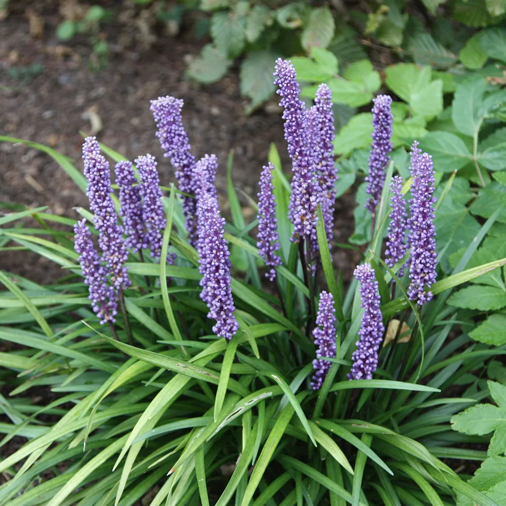Lilyturf - Liriope muscari