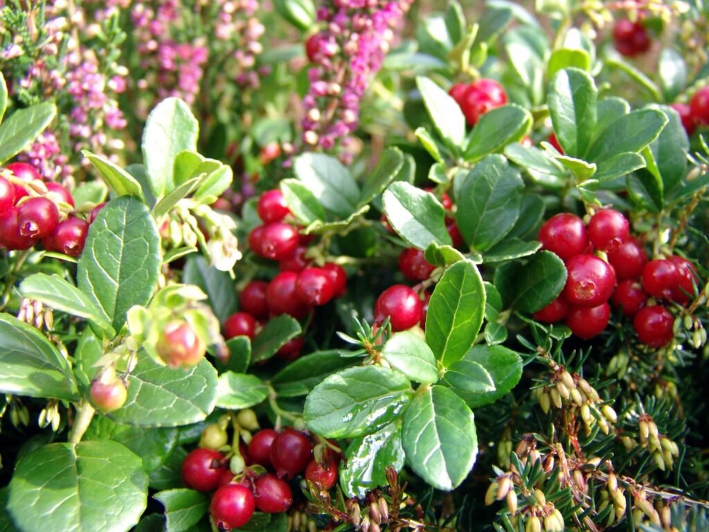 Cowberry - Vaccinium vitis