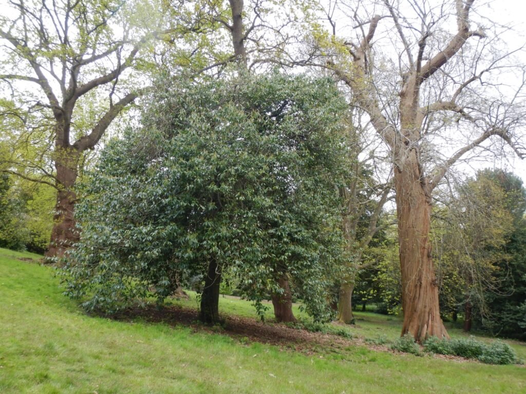 Portugal Laurel - Prunus lusitanica