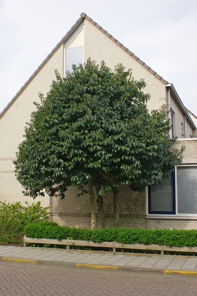 Portugal Laurel - Prunus lusitanica