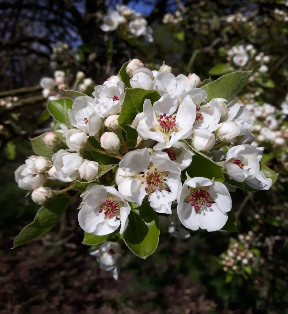 Wild Pear - Pyrus communis