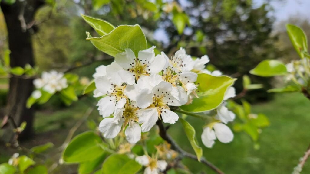 Wild Pear - Pyrus communis