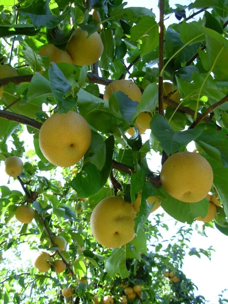 Chinese pear - Pyrus pyrifolia