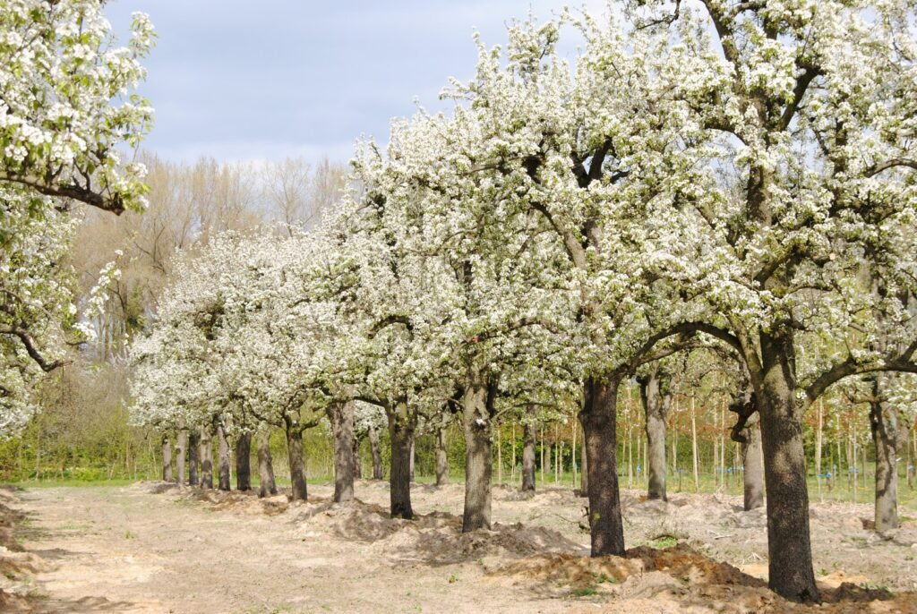 Wild Pear - Pyrus communis