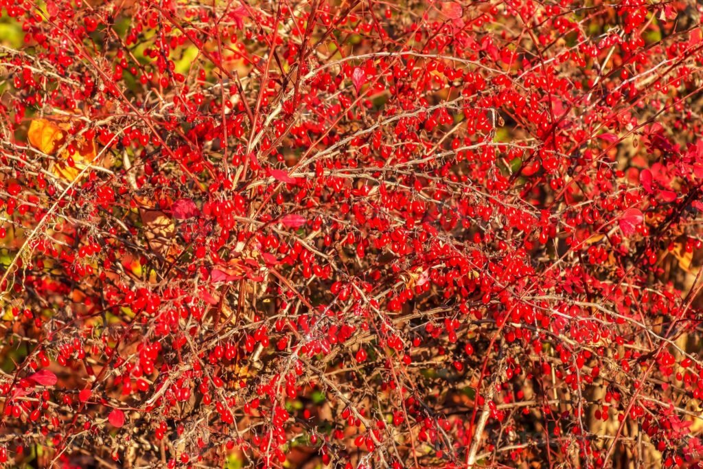 Japanese Barberry - Berberis thunbergii