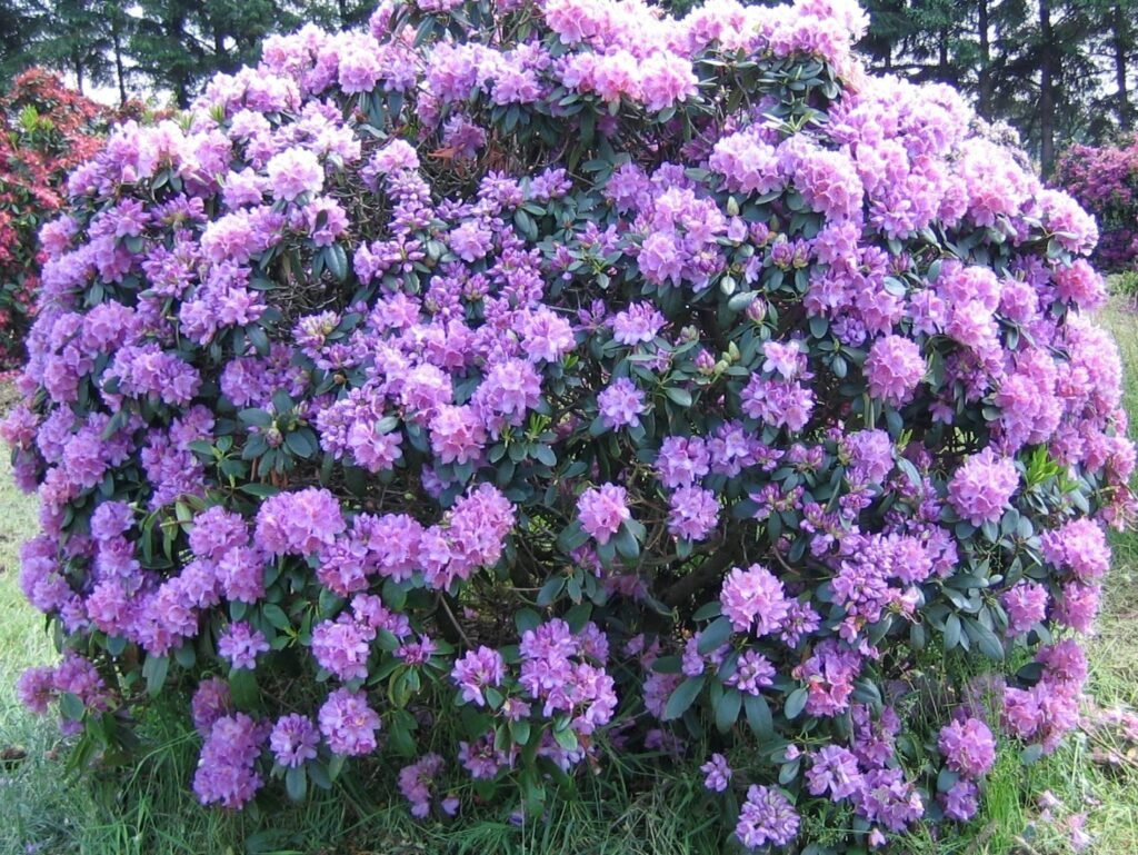 Catawba rosebay - Rhododendron Catawbiense