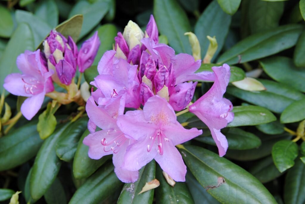 Catawba rosebay - Rhododendron Catawbiense