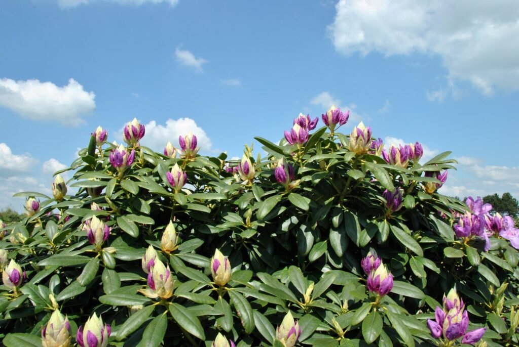 Catawba rosebay - Rhododendron Catawbiense