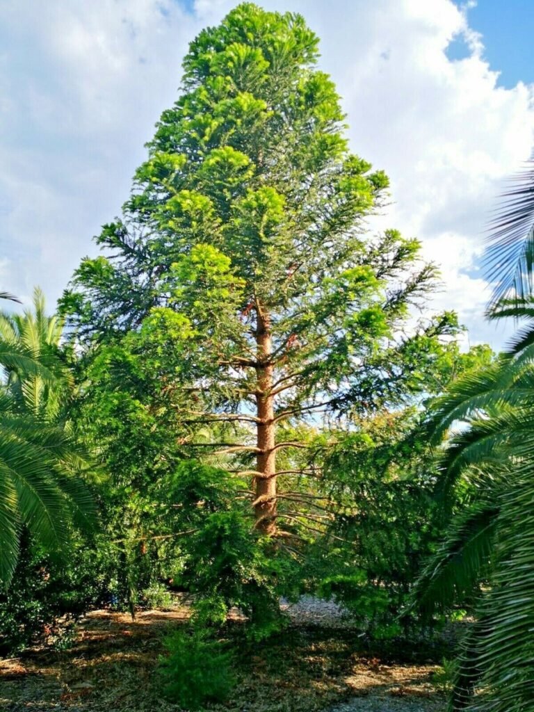 Bunya Pine - Araucaria bidwillii