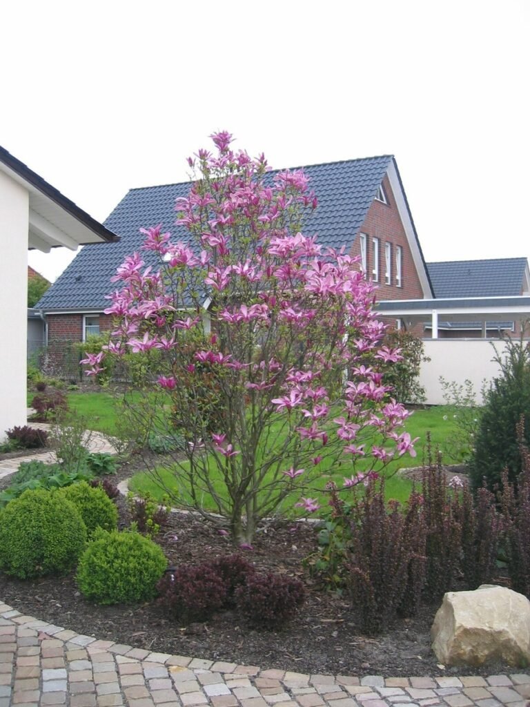 Lily Magnolia - Magnolia liliiflora