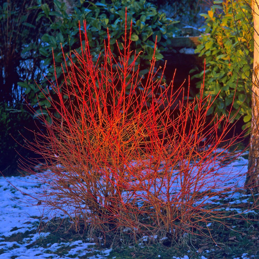 Bloodtwig dogwood - Cornus sanguinea