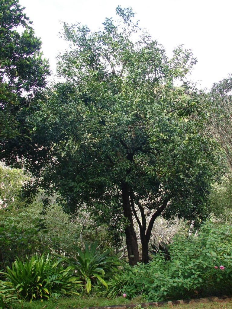 Black Sapote - Diospyros digyna