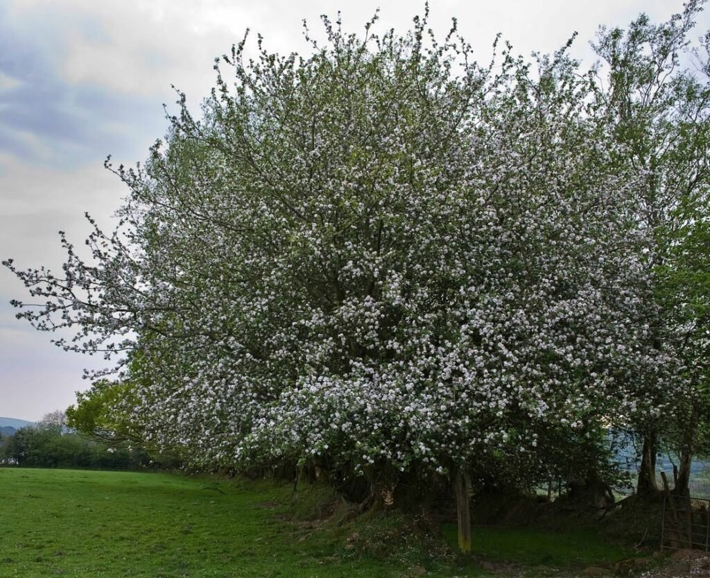 European crab apple - Malus sylvestris