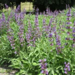 How to grow Sage (Salvia officinalis)