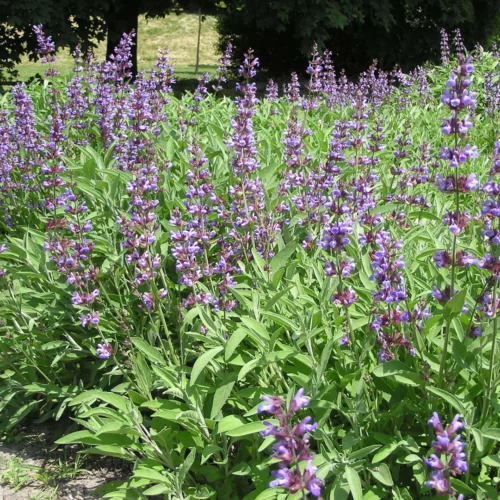 How to grow Sage (Salvia officinalis)