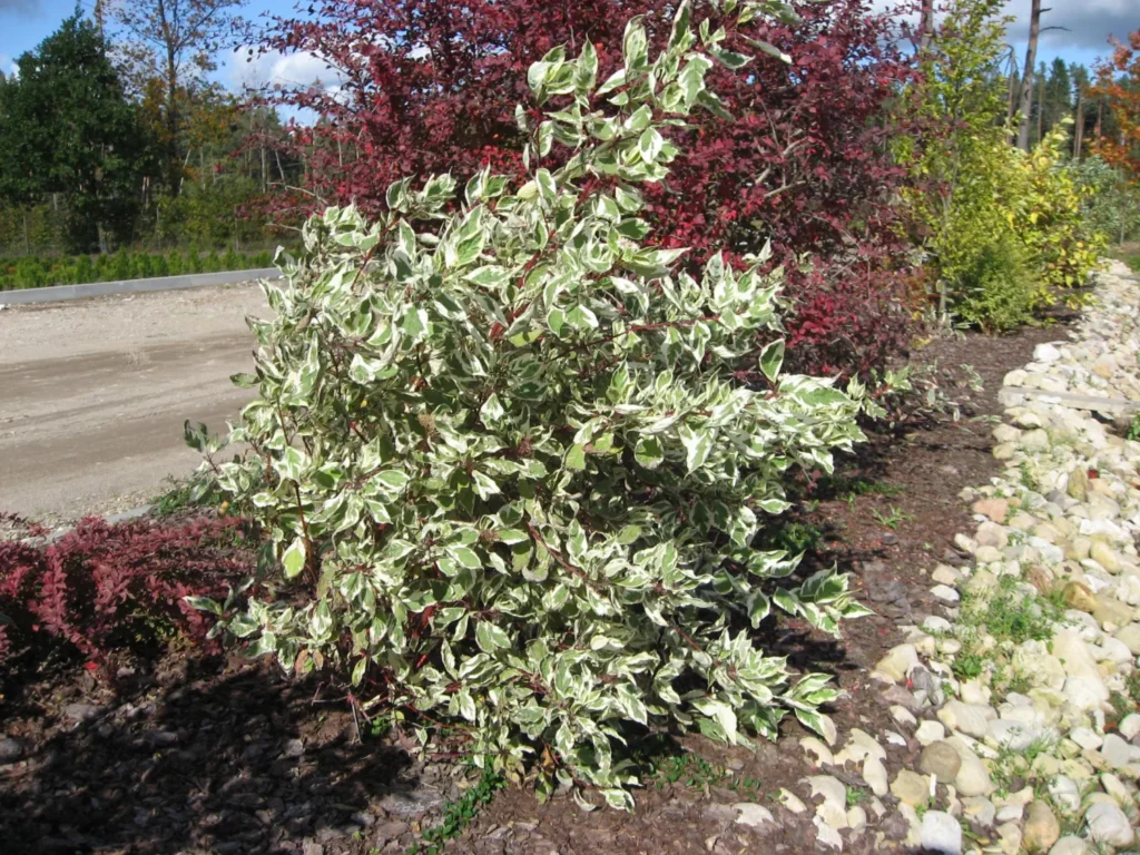 Tartarian Dogwood - Cornus alba